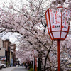 SAKURA Memories #1