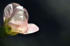 花言葉は平凡
