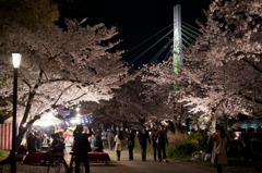 大川端の夜桜