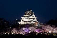 大阪城夜桜