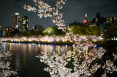 夜桜　～天満橋・大川沿い～