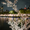 夜桜　～天満橋・大川沿い～