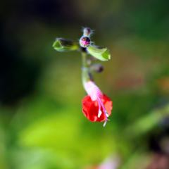 紅小可憐
