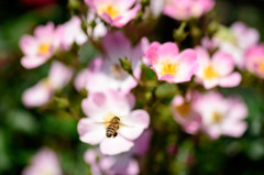 荒牧 Rose #5 ～Bee～