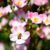荒牧 Rose #5 ～Bee～