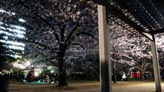 つつましくお花見