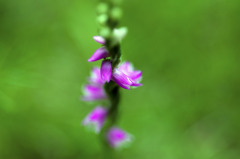 ねじ花