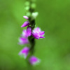 ねじ花