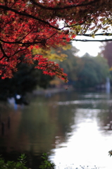 石神井公園