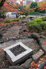 枯れてしもた・・・