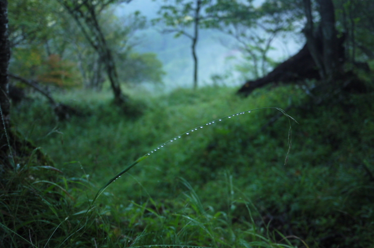 朝露