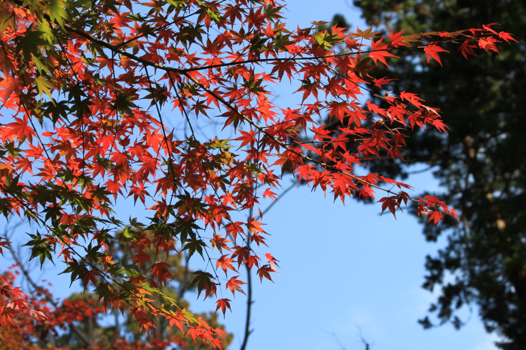 円覚寺　紅葉