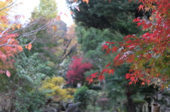 横綱公園で見た秋