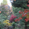 横綱公園で見た秋