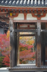 宇治の紅葉
