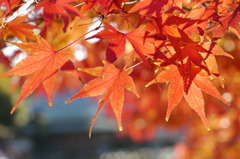 紅葉