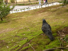 RIMG0236
