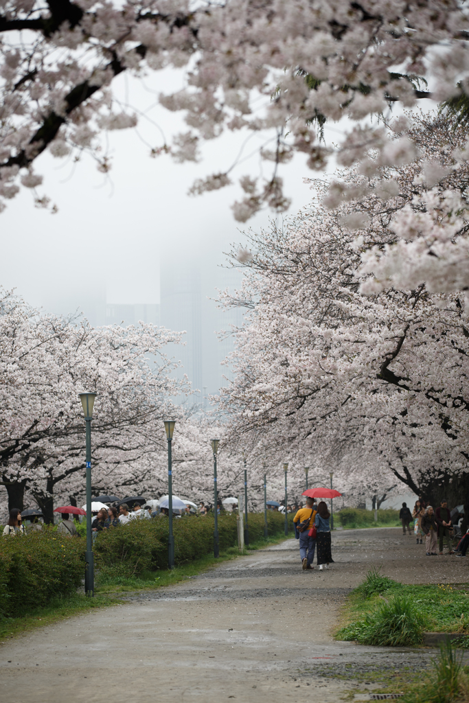 桜はうつくしい