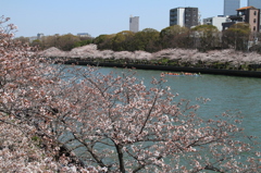 大川沿いの桜