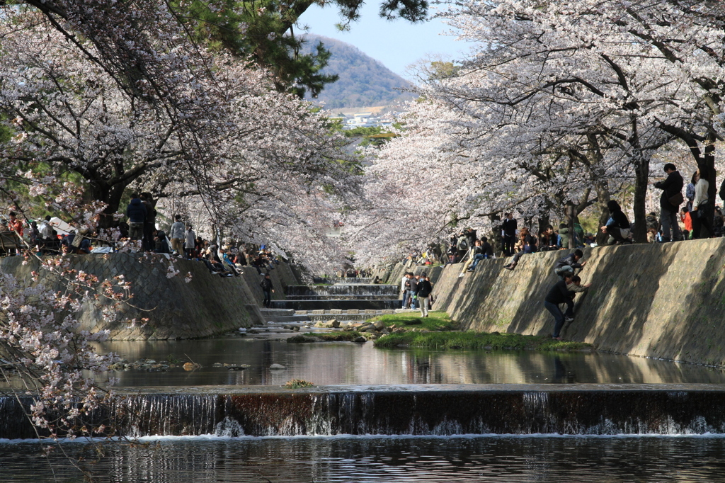 夙川の桜