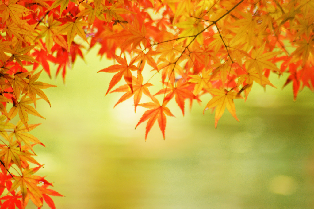 maple heart