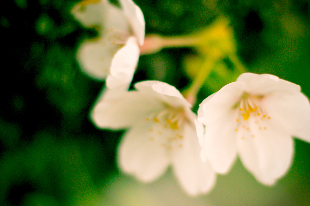 perfume of the Earth