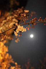 Cherry Blossom & Moon @Kiyomizu temple