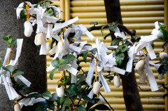 小網神社のおみくじ