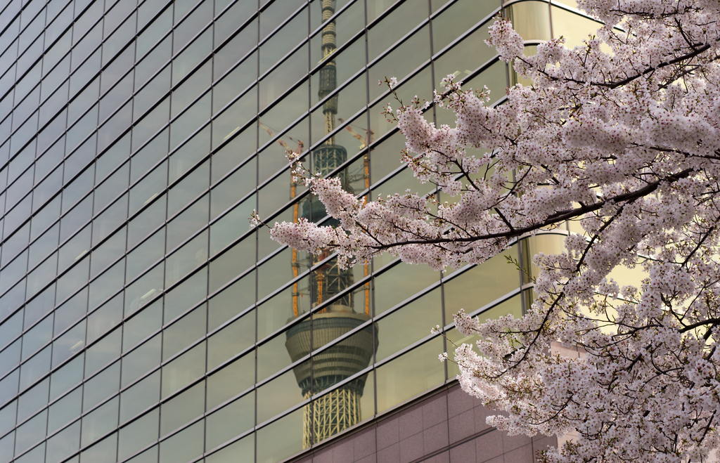 桜、スカイツリー