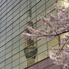桜、スカイツリー