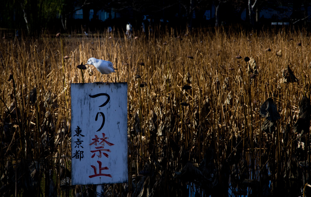 つり禁止