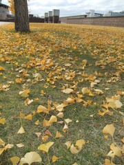 落ち葉のじゅうたん