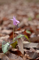 カタクリの花