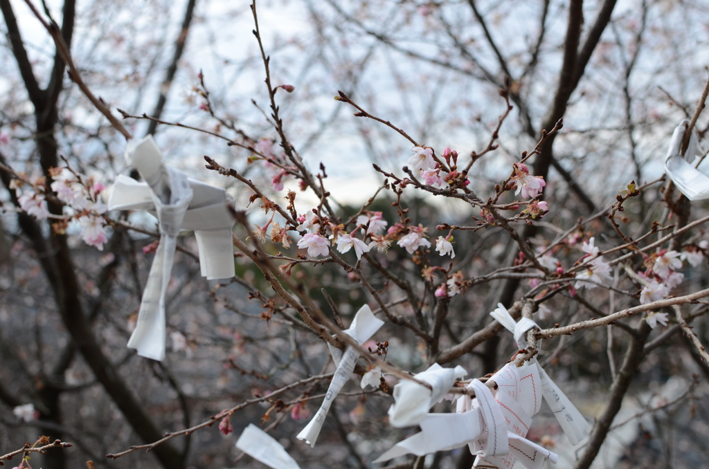 早咲きの桜に願いを・・・