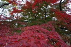 紅の丘を越えて緑の高原をめざせ