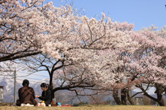 お花見