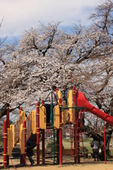 さくら咲く公園
