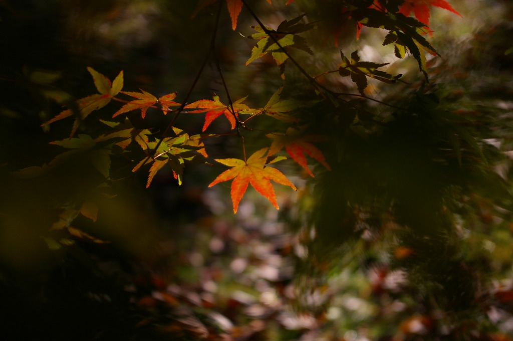 紅葉