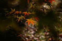 紅葉
