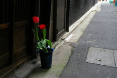 路傍の鉢