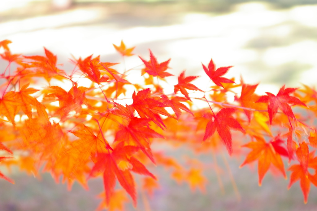 紅葉