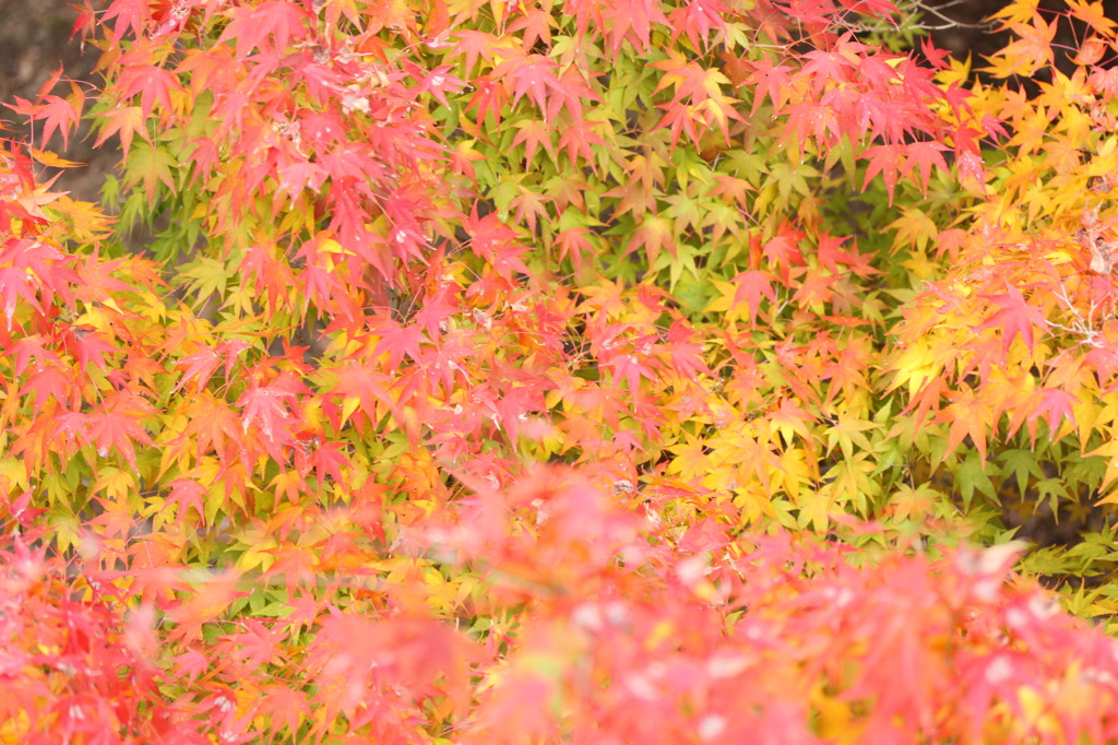 グラデーション