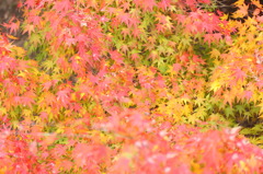 グラデーション