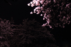 夜桜