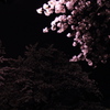 夜桜