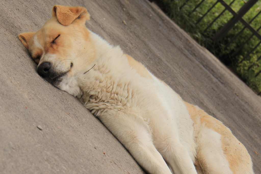 寝てる犬猫撮り放題シリーズ By Liangtai Id 写真共有サイト Photohito