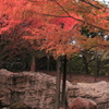 紅葉とゴールデンターキン。