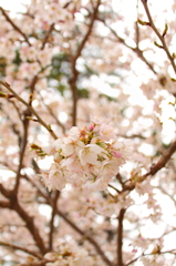 sakura