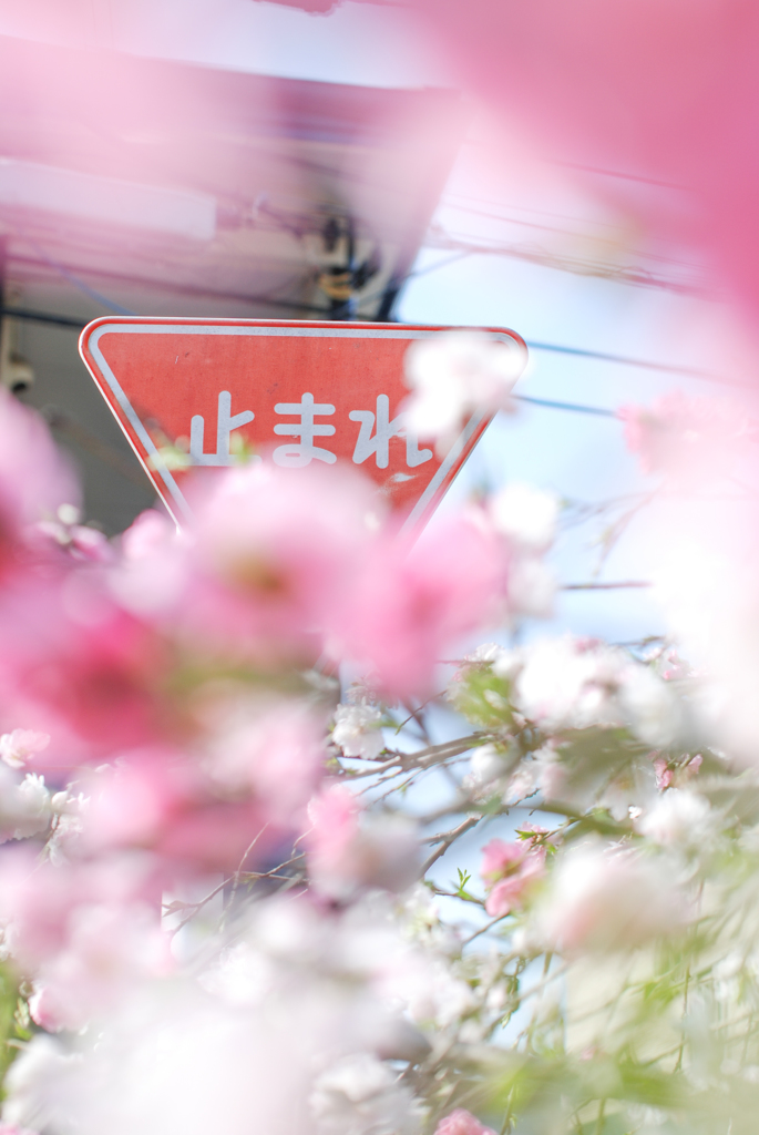 止まれ　～美しすぎる春景色に注意～