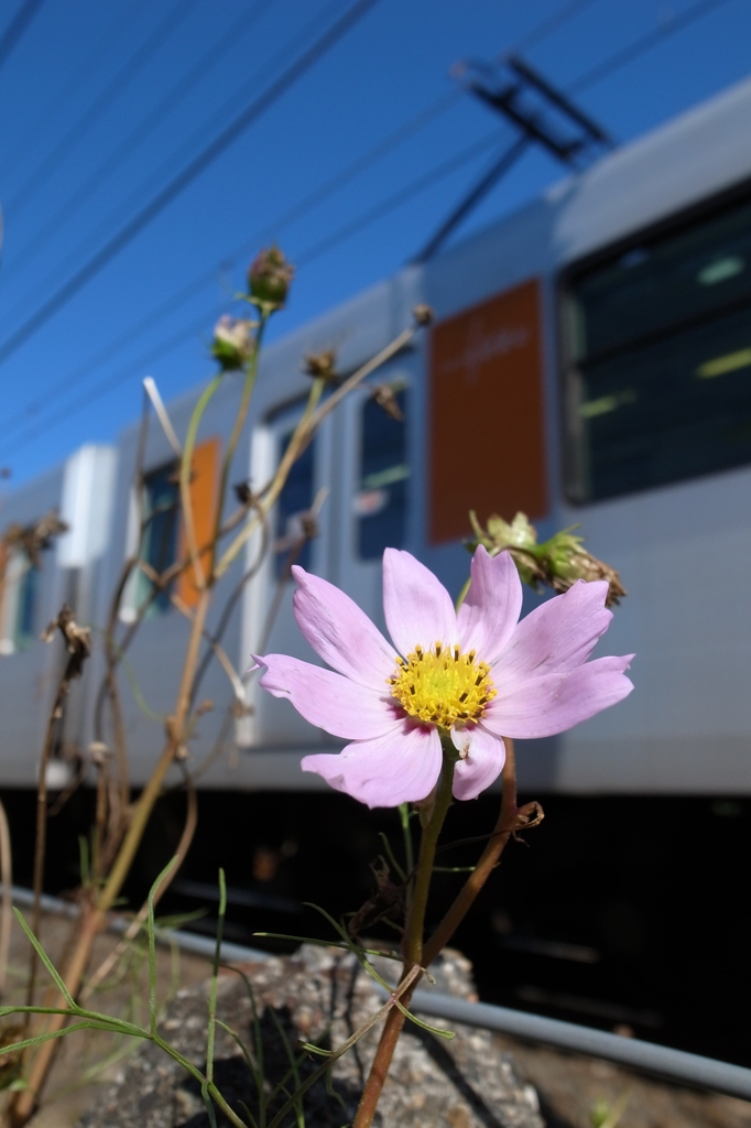 沿線に咲く一輪の花